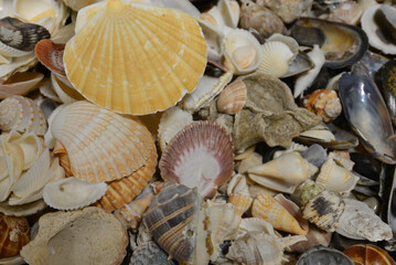 Sea Shell Background