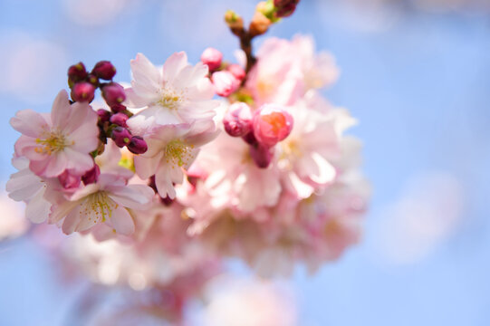 beautiful Cherryblossom in the blue sky