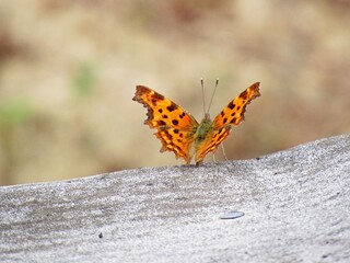 Schmetterling in Taunusstein