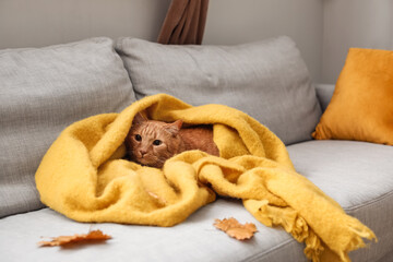 Cute ginger cat in warm plaid at home on autumn day