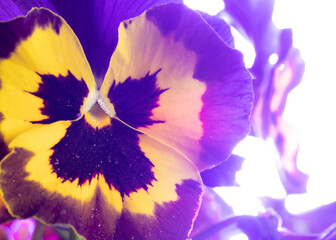 Foto macro de flor del pensamiento. Viola × wittrockiana