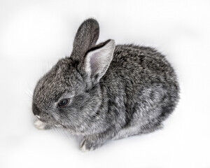 Photo of a small rabbit isolated on a white background