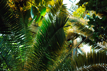 Obraz na płótnie Canvas tropical green plant and leaves in sun, summer african garden