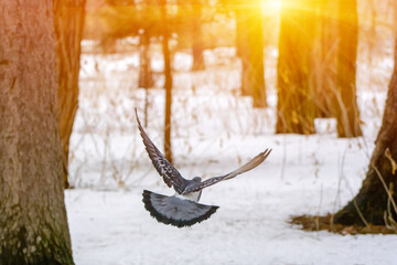 Photo of dove in winter in the forest with sun