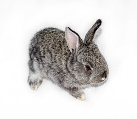 Photo of a small rabbit isolated on a white background