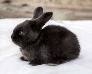 Photo of a small rabbit isolated on a white background
