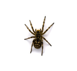 Photo of Lycosa singoriensis, black hair tarantula isolated on white background