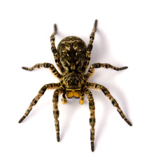 Photo of Lycosa singoriensis, black hair tarantula isolated on white background