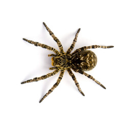 Photo of Lycosa singoriensis, black hair tarantula isolated on white background