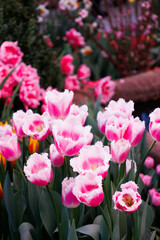 Fototapeta premium Beautiful tulips growing in field. Closeup of tulip. Flowers in variety in summer garden