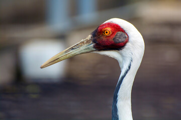 Photo of Grus vipio, bird with red had in the zoo