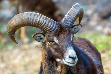 Photo of black horned goat in the zoo, close-up