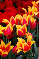 Fototapeta premium Beautiful tulips growing in field. Closeup of tulip. Flowers in variety in summer garden