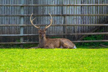 Photo of deer on green grass in zoo