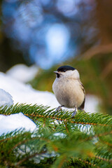 Photo of little brown white sparrow on the tree in winter park