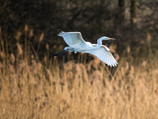Fototapeta premium Great egret