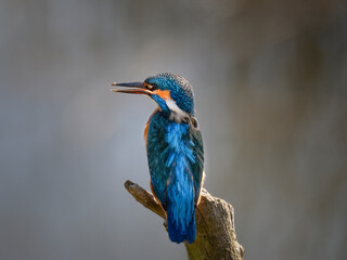 Kingfisher