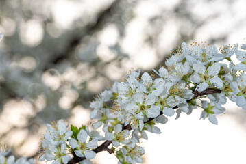 White plum blossoms in full bloom