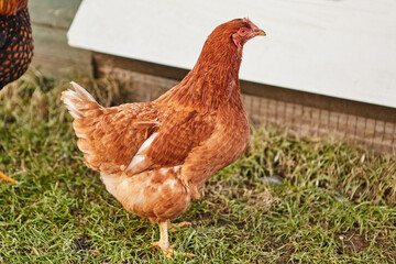 A brown chicken walking on the grass on the farm.