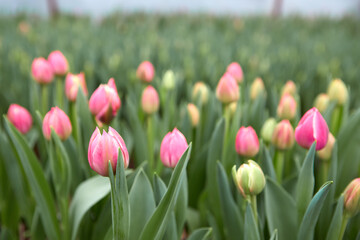 Buds of rose tulips with fresh green leaves in soft lights at blur background.