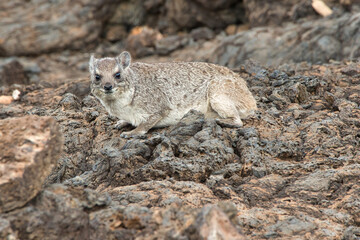 Yellow-spotted rock hyrax, Heterohyrax brucei, between rocks in Tsavo West National Park.