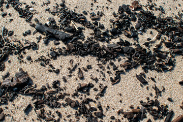 washed up wood on sandy beach