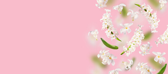 Fototapeta premium A beautiful picture with white hyacinth flowers flying in the air on the pink background. Levitation concept. Floating petals. Greeting card with wedding, women's day, mother's day. Banner