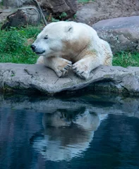 Foto auf Leinwand white polar bear © jwan
