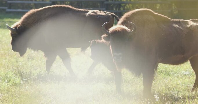 family of bison in the field