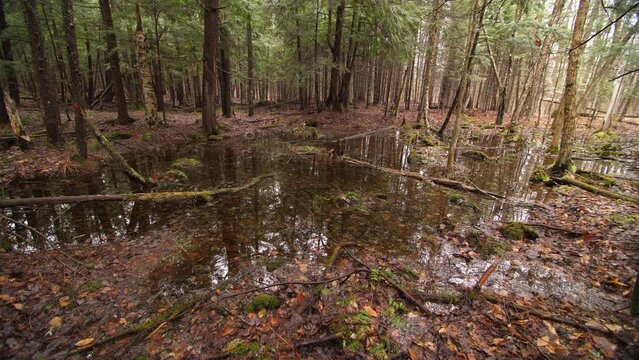 Swamp in the forest. Flooded area with water, decaying trees and leaves. Ontario, Canada.