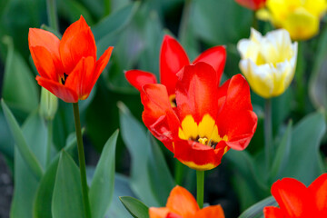 Colourful tulip garden