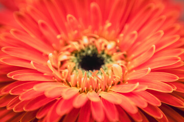 Macro shot of orange flower