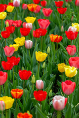 Fototapeta premium Colourful tulip garden