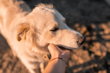 Portrait of white big dog . White alabai dog looking at camera. sunny summer in sunset. love and care for the pet.