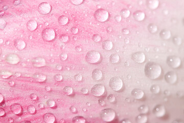 Close up view of violet tulip petal with water drops.