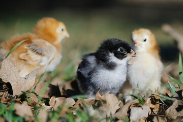 Close up of chicks on chicken farm.