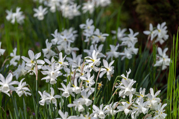 Hyacinth flowers in a garden