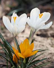 two white and yellow crocuses grow in the park in spring. flowers on a sunny day