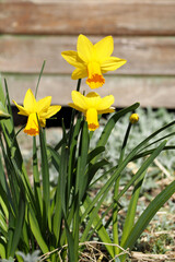 three flowers of yellow daffodils grow in the garden against the background of a wooden wall. a sunny day. spring flowers