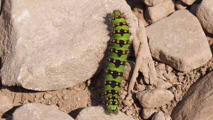 Caterpillar green in summer