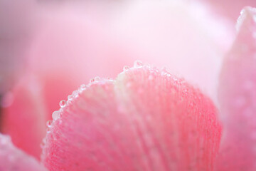 Fresh spring tulip flowers with water drops