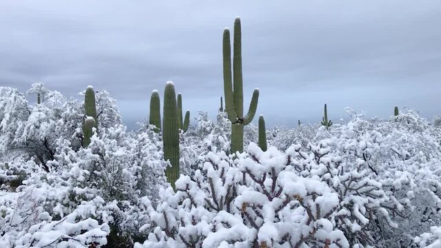 Snow on cactus in the desert at Saguaro National Park, Arizona