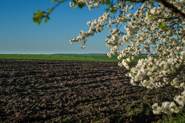 Arable land with green winter wheat in early spring.