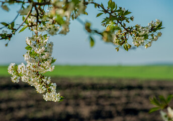 early spring landscape through flowering trees on a sunny day on arable field and green winter wheat. focus on branches in flowers