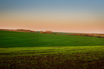 Fototapeta na wymiar green winter wheat in early spring at sunset.