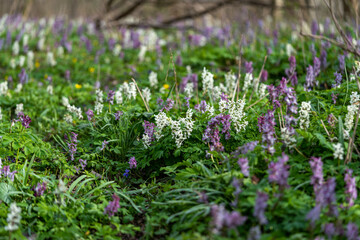 corydalis flowers in the forest