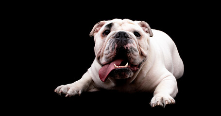 Obraz premium perro fondo negro