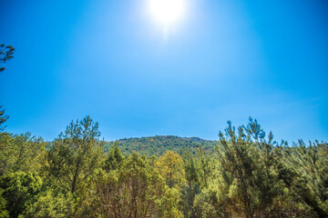 Obraz premium Sunny day