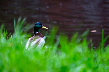 A drake in the green grass by the river looks at the water in the rain.
