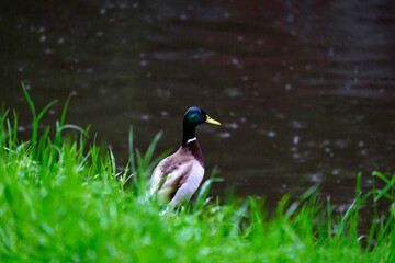 A drake in the green grass by the river looks at the water in the rain.